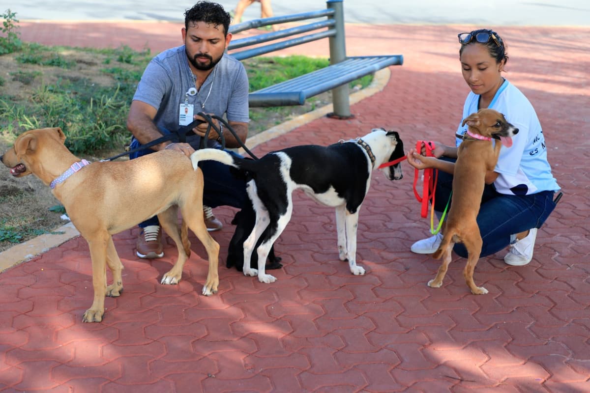 Tras envenenamiento a gato en Playa, anuncian "toque de queda" para mascotas