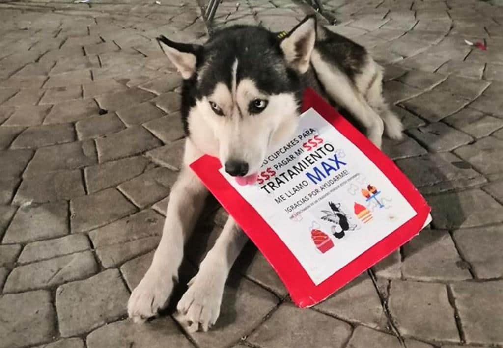 Él es Max, un perrito que vende cupcakes para pagar su tratamiento