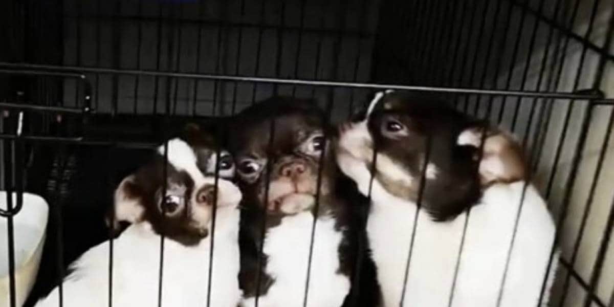 Video: Rescatan 270 perritos chihuahuas de criadero ilegal y detienen a dos veterinarios