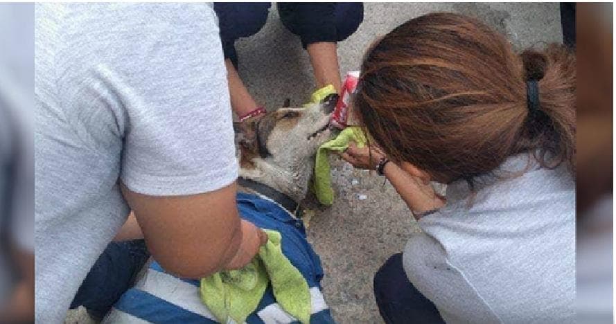 "Firulais", un perro vigilante fue envenenado en Tamaulipas