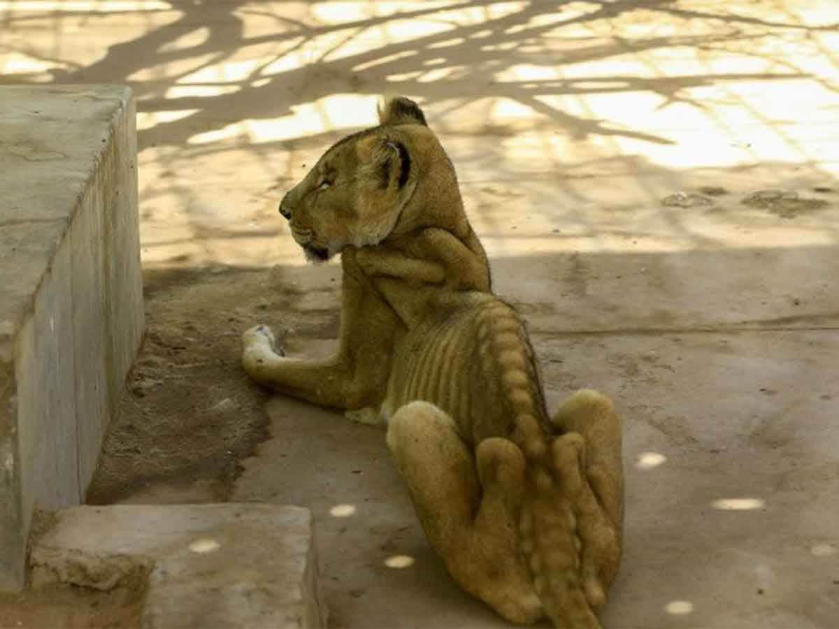 Galería: Leones esqueléticos indignan a usuarios en redes sociales
