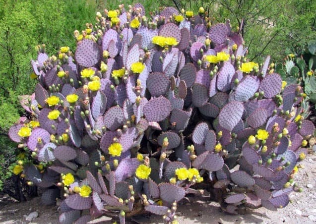 Conoce el nopal morado del desierto de Durango