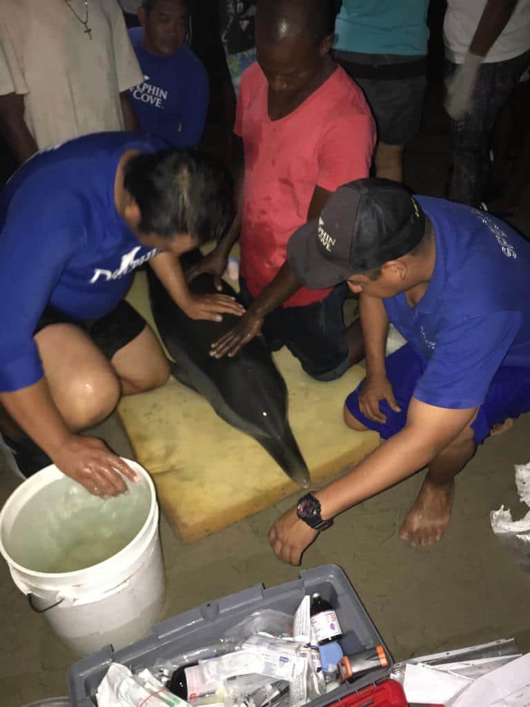 ¡Dolphin Company al rescate!; salvan a fauna marina alrededor del mundo