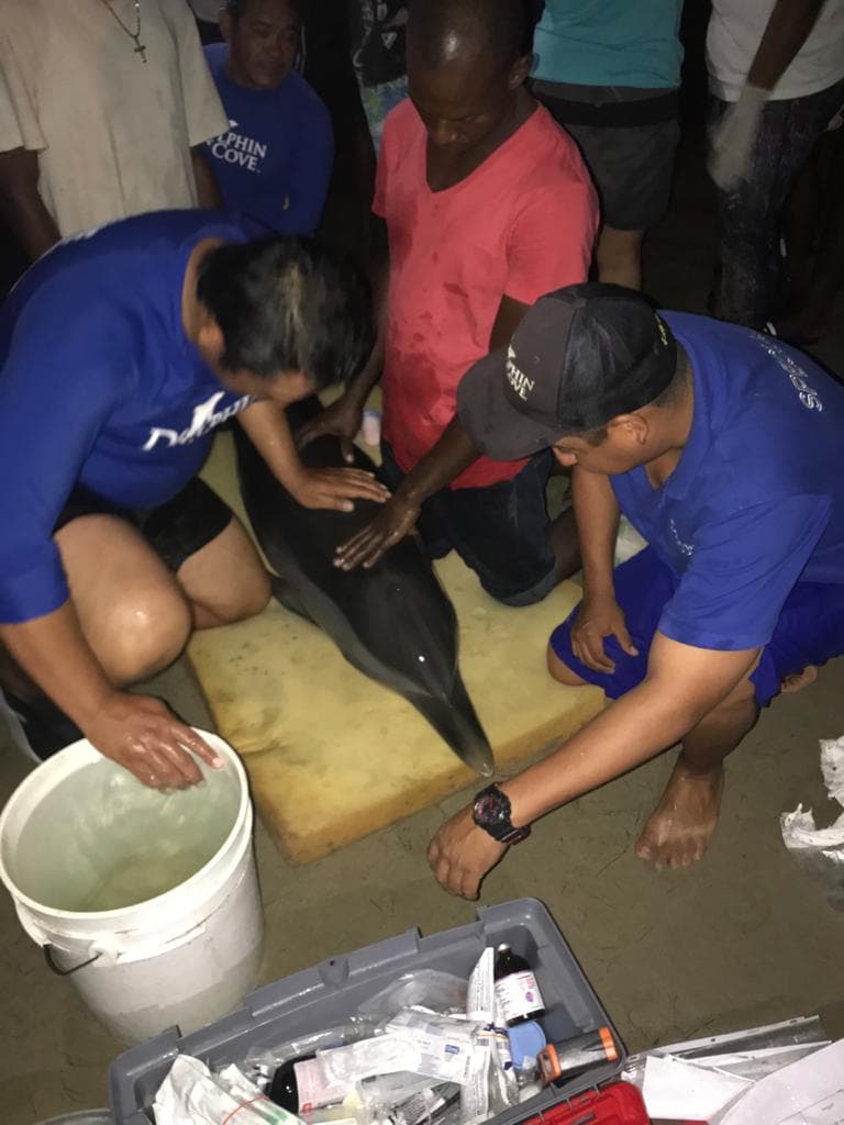 ¡Dolphin Company al rescate!; salvan a fauna marina alrededor del mundo