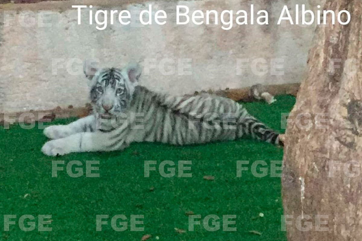 Ministeriales incautan 7 animales exóticos a Félix Sandoval en la Quinta Avenida