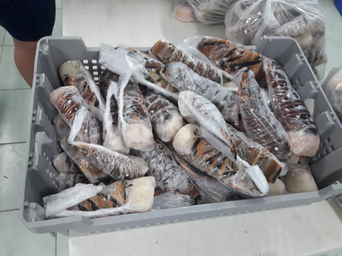 Langosteros de Cozumel han extraído 35 toneladas de su producto