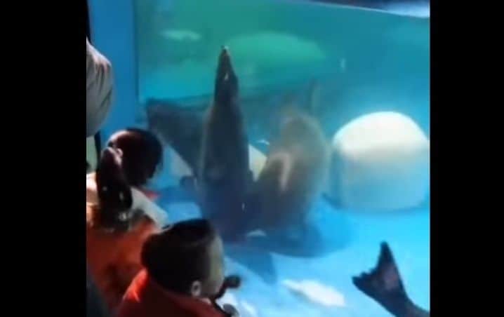 VIDEO: Focas intentan liberar a su amiga atrapada en el drenaje