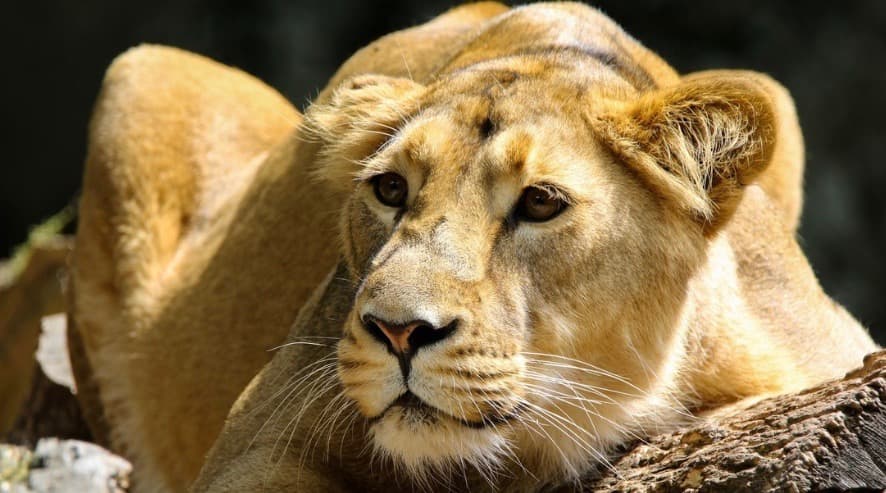 Matan a 10 leones para usar sus órganos en "pócimas mágicas"