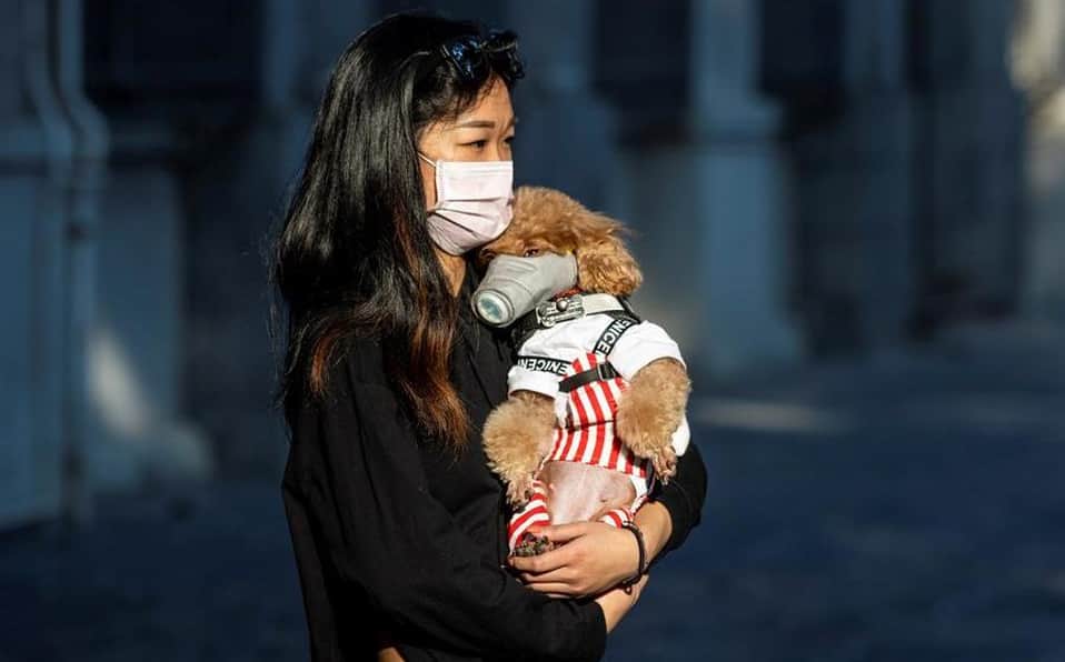 Detectan primero caso de coronavirus en perrito chino