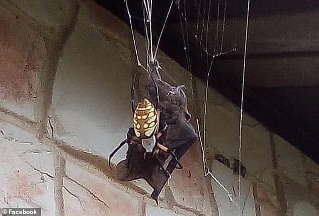 Captan araña gigante justo cuando atrapa a un murciélago para devorarlo