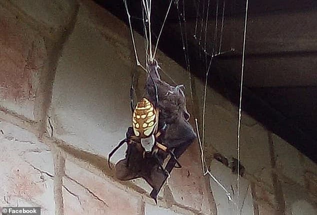 Captan araña gigante justo cuando atrapa a un murciélago para devorarlo