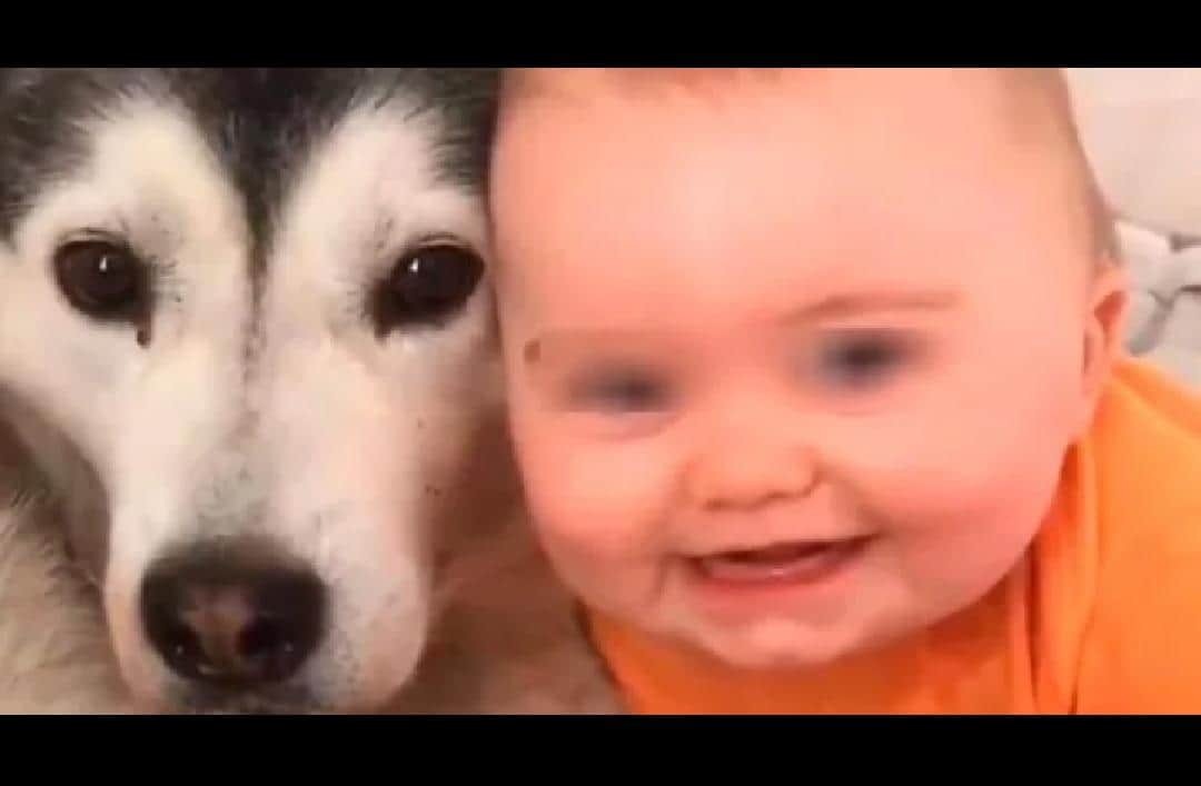 Un bebé y un perro protagonizan el video viral "más bello del mundo"