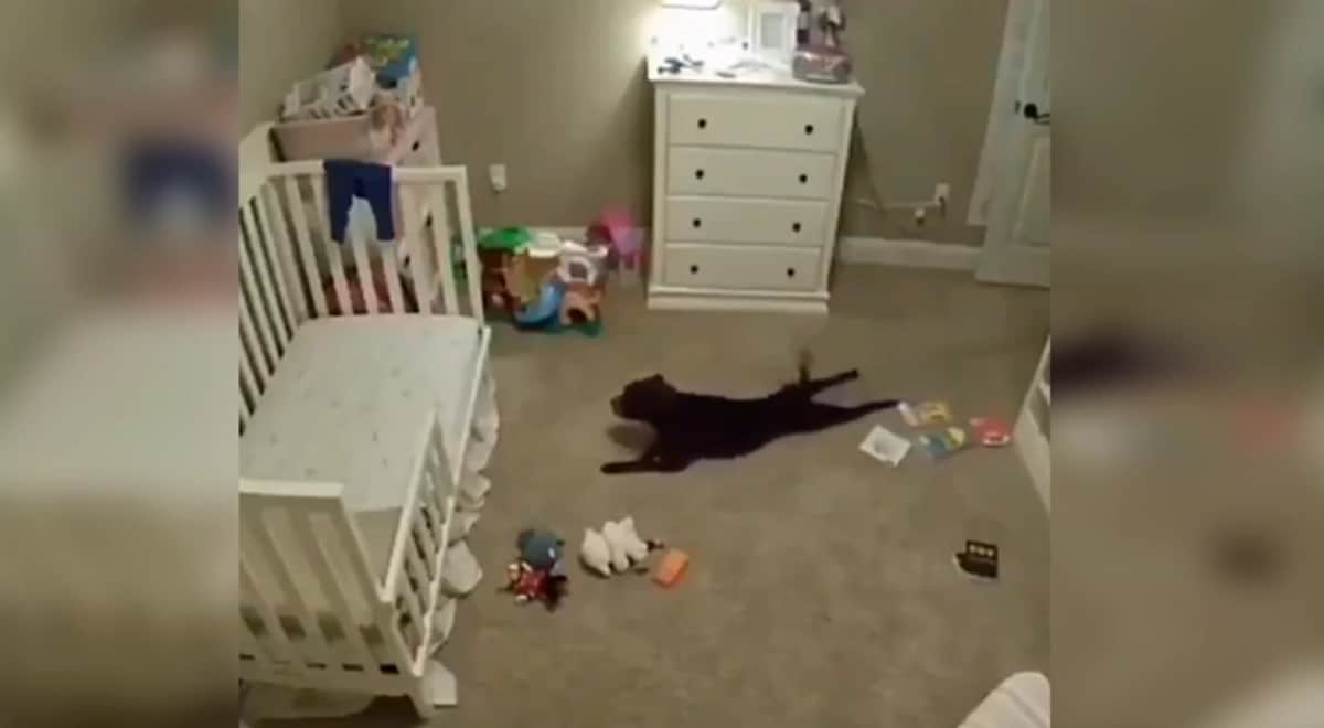 Captan extraño comportamiento del perro en su ausencia con cámaras de seguridad