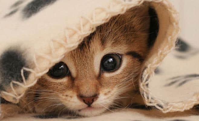 ¿Sabes por qué se celebra hoy el Día Internacional del gato?