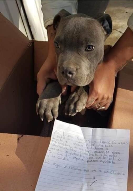 Niño da en adopción a su perrito para evitar que su papá lo maltrate