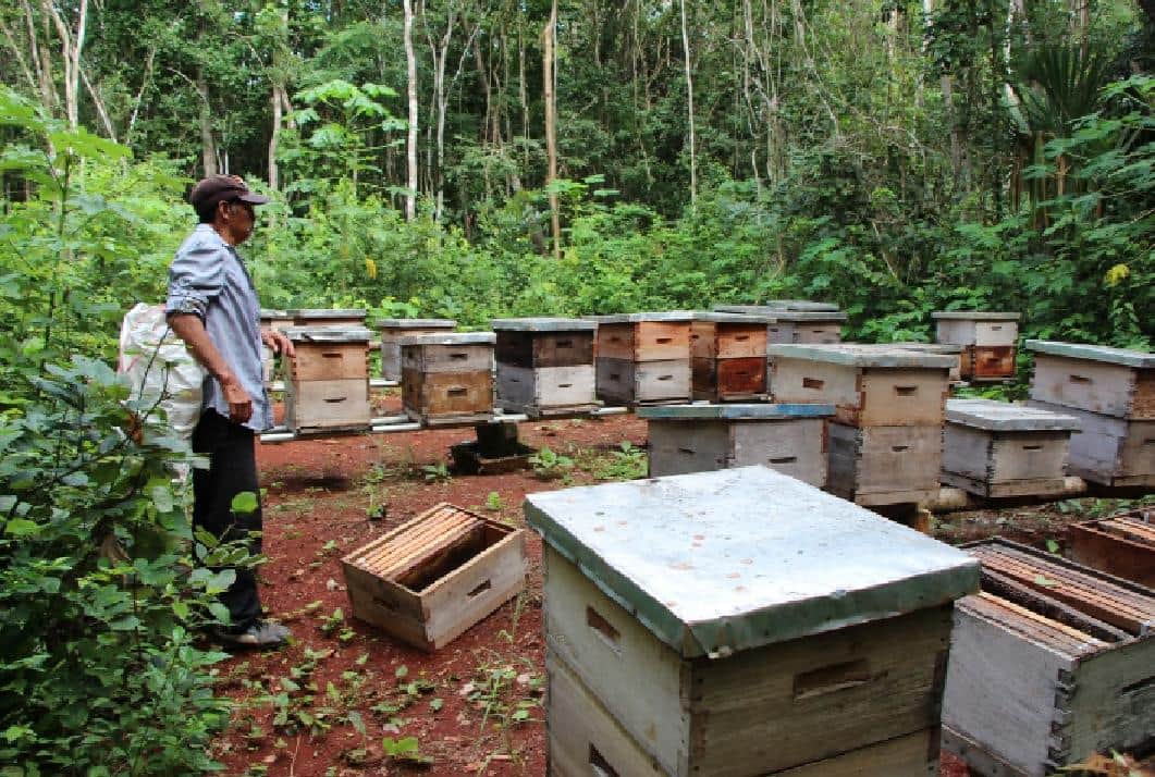 Alertan sobre miel falsa china que afecta a apicultores mayas
