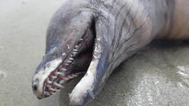 Una extraña criatura aparece en la playa
