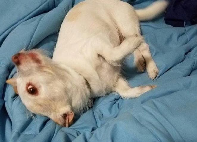 Perro, vaca, cerdo; ¿de qué le ves cara a este animal?