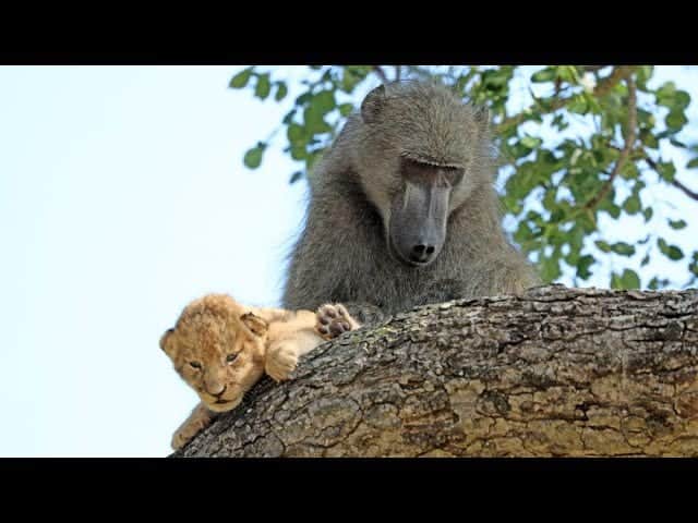 Video: Babuino se roba un león bebé y lo lleva a la cima de un árbol