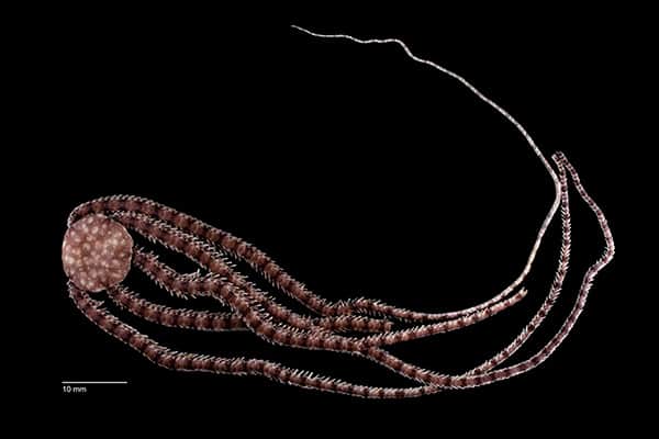 Descubre UNAM una especie marina cavernícola en Cozumel