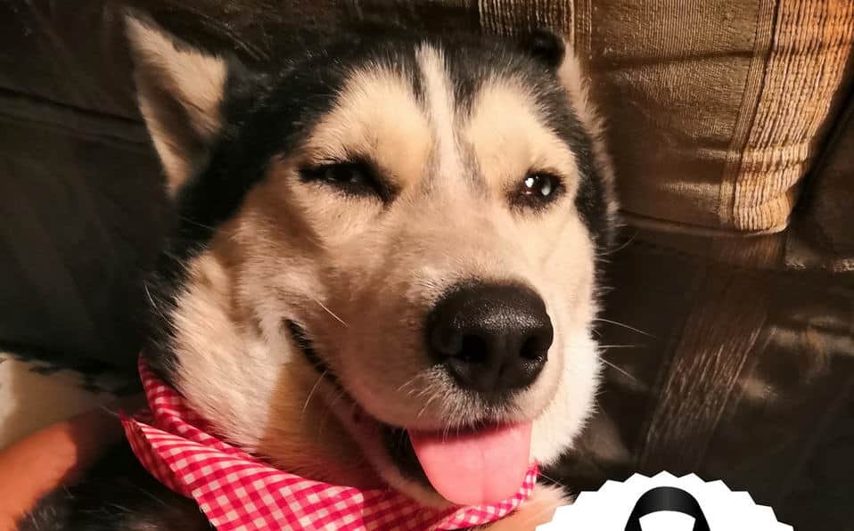 Falleció Max, perrito con cáncer que vendía cupcakes para pagar su tratamiento