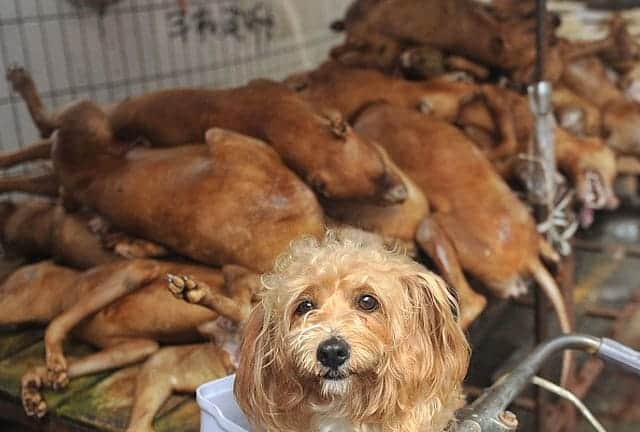 Por confusión, ordenan a chinos deshacerse de sus mascotas debido al coronavirus