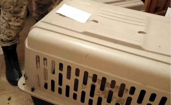 Mujer muere sola en su departamento y sus perros devoran su cuerpo