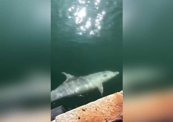 Captan delfines en el puerto de Cagliari gracias al agua cristalina, causada por cuarentena