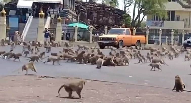 Video: Monos enloquecen por falta de comida debido al coronavirus en Tailandia