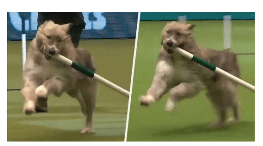 VIDEO: Perrito rescatado pierde concurso de talentos y se hace viral por su ternura