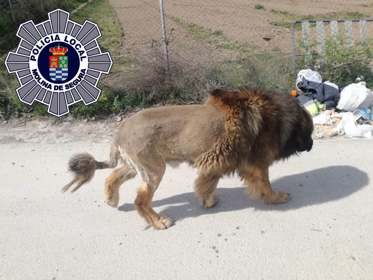 Perro que fue confundido con un león causó pánico entre la gente