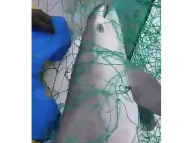 Pescadores graban la muerte de una vaquita marina en red ilegal