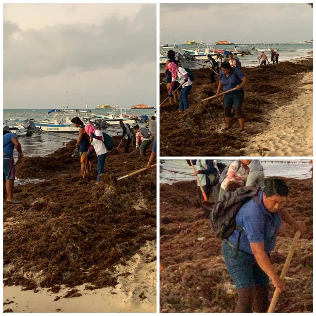 Llama la atención arribo prematuro de sargazo a Playa del Carmen