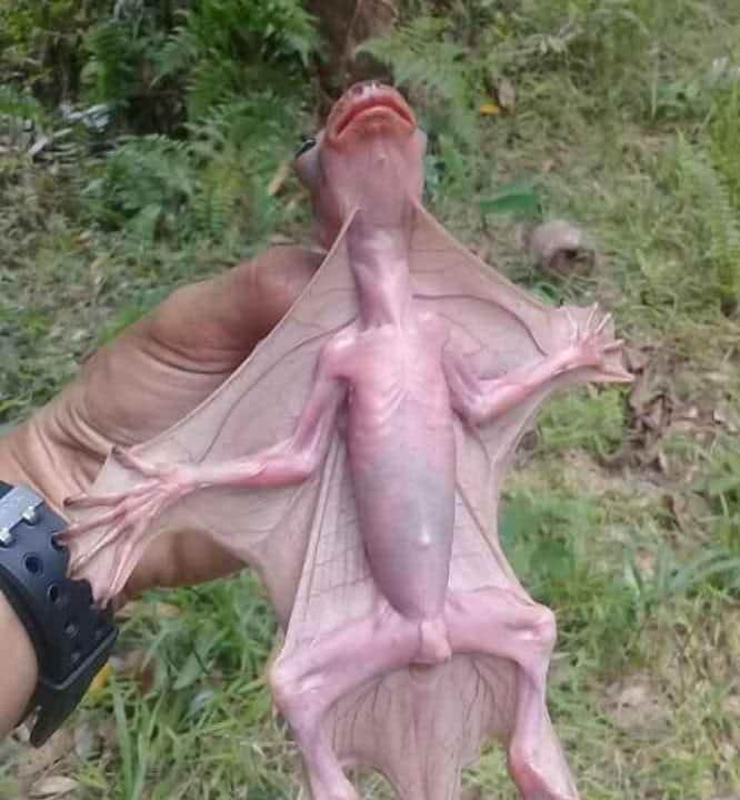 La historia detrás del "misterioso murciélago" que ha causado pánico en Cancún y Mérida