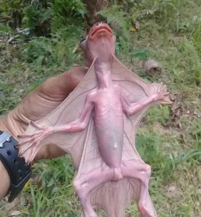 La historia detrás del "misterioso murciélago" que ha causado pánico en Cancún y Mérida