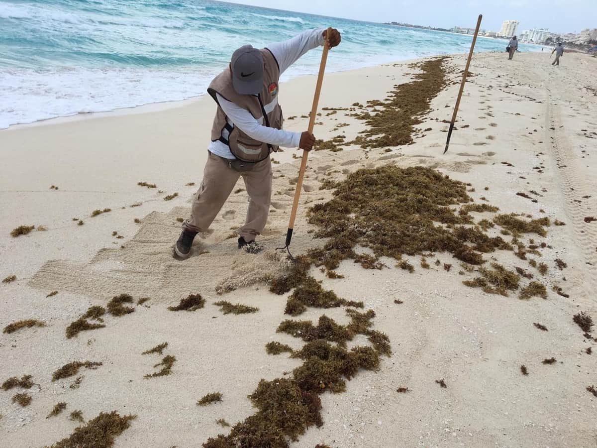 Tiene Zofemat 300 trabajadores para limpieza de playas en Cancún