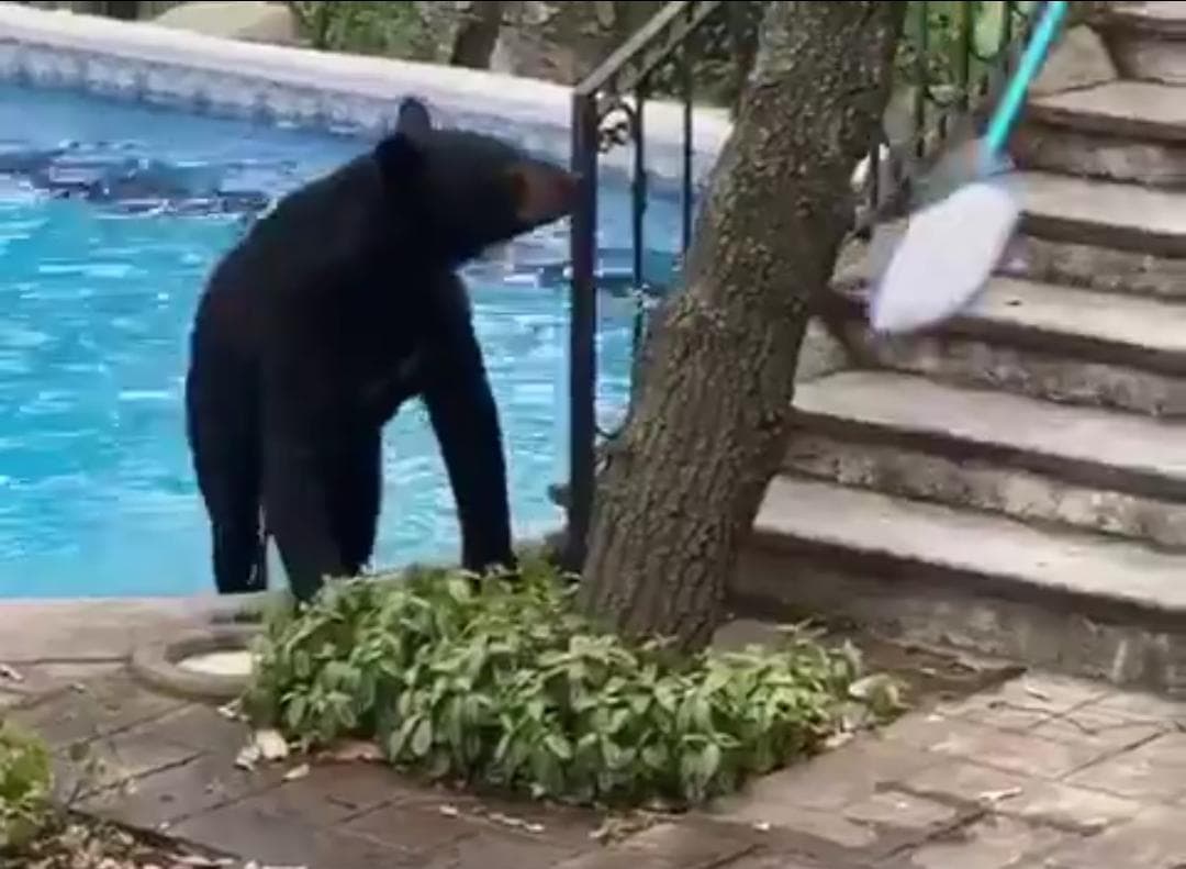 Videos: Osos nadan en albercas, entran a casas y jardines