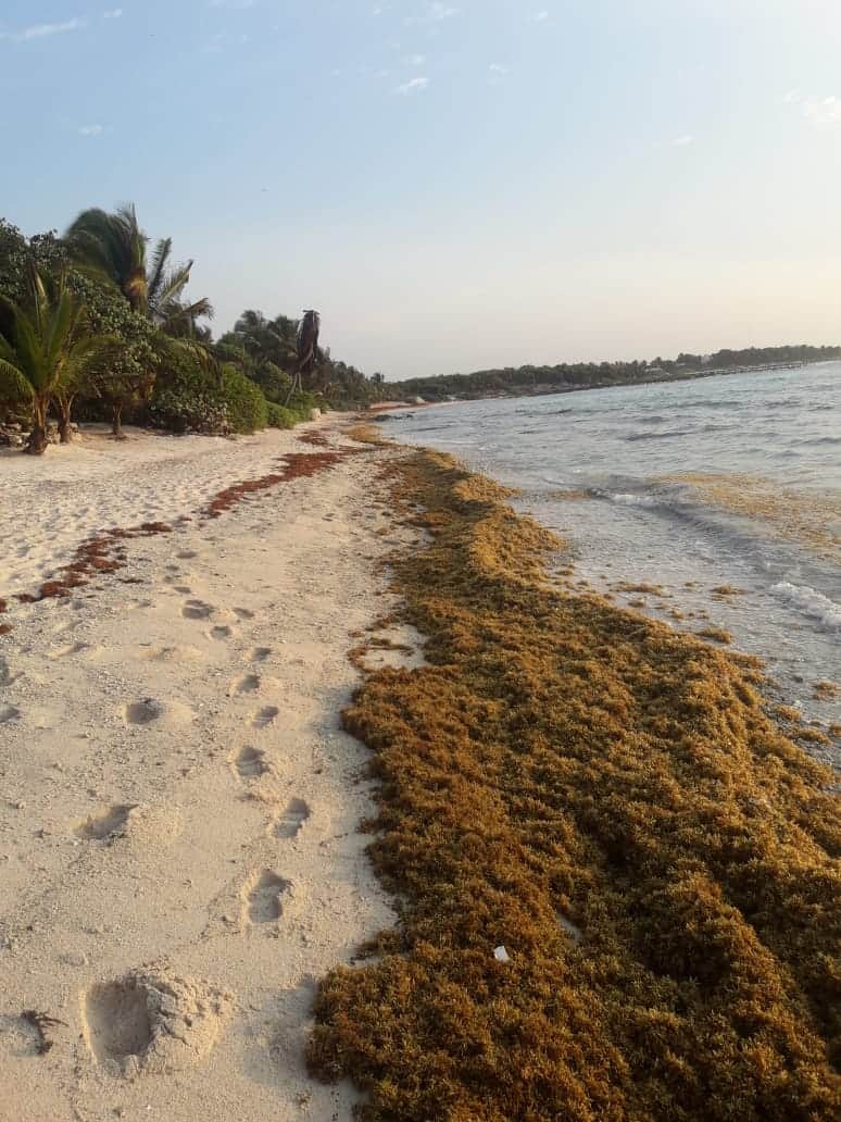 Por primera vez llega sargazo y no afecta al turismo: playas lucen desiertas por COVID-19