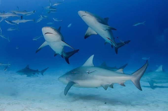 Captan tiburones en playas de Cancún