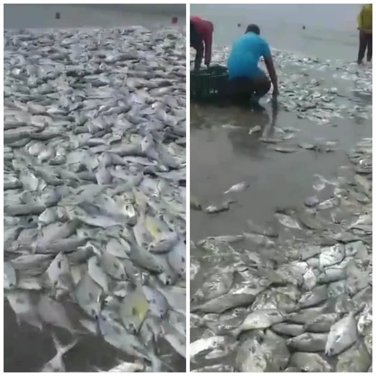 Videos: El mar arroja miles de peces vivos a una playa en Acapulco