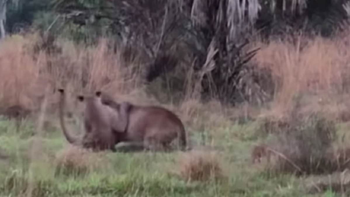 Video: Captan pelea entre dos pumas norteamericanos y un jabalí
