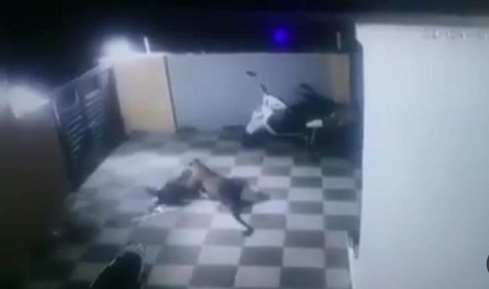 Video: Leopardo ingresa a vivienda en India y ataca a un perro