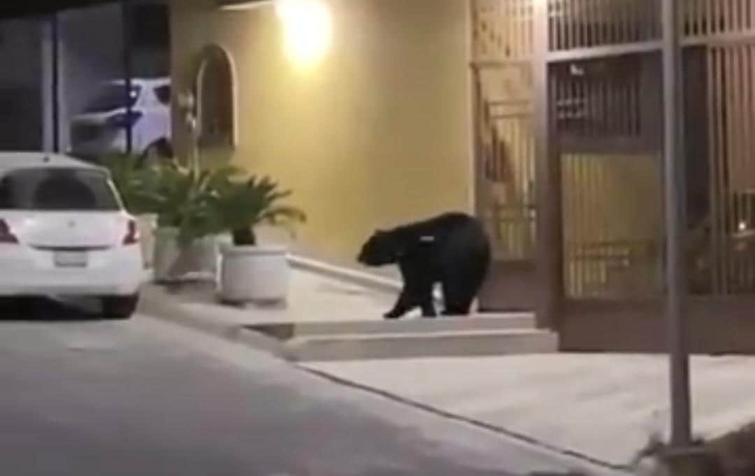Video: ¡Insólito! Debido al encierro por Covid-19 captan osos en Monterrey