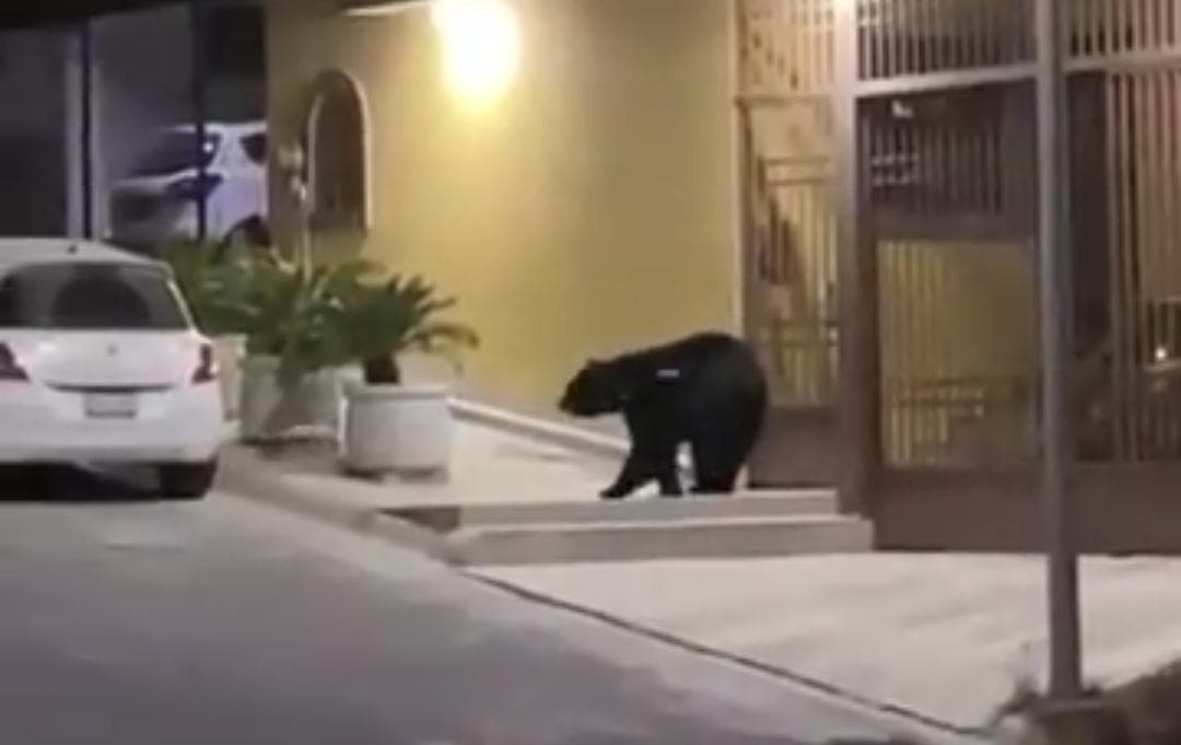 Video: ¡Insólito! Debido al encierro por Covid-19 captan osos en Monterrey