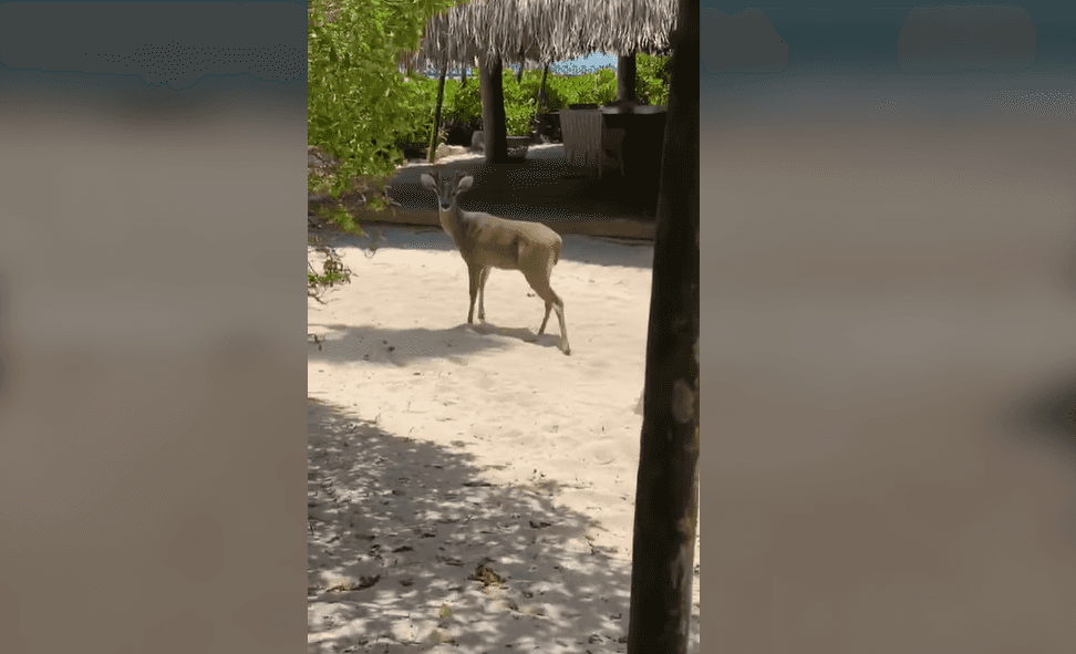 Video: un precioso venado se pasea por la Riviera Maya
