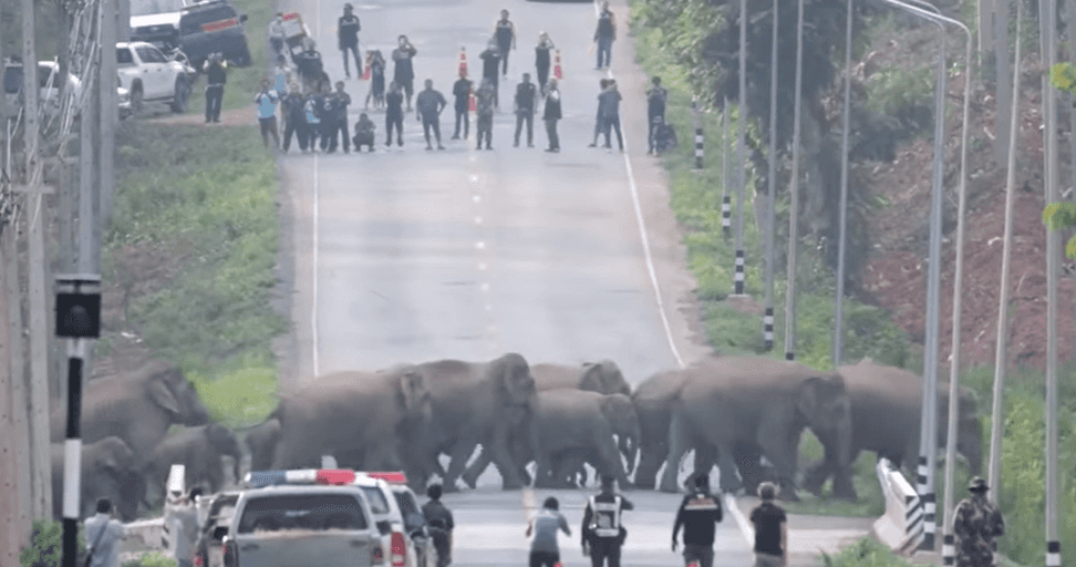 Video: Elefantes se pasean por las calles de Tailandia