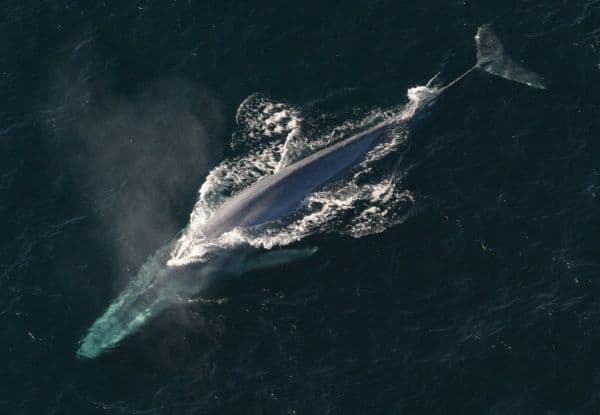 Video: ¡Increíble! Dron 'sale volando' por el fuerte estornudo de una ballena azul