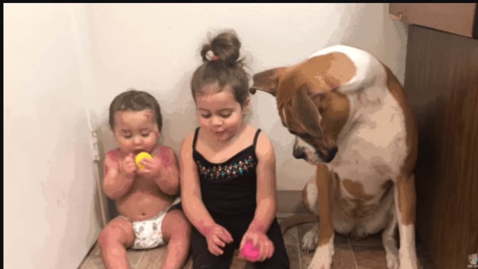 Video: Deja al perro con sus hijos y los encuentra en plena travesura