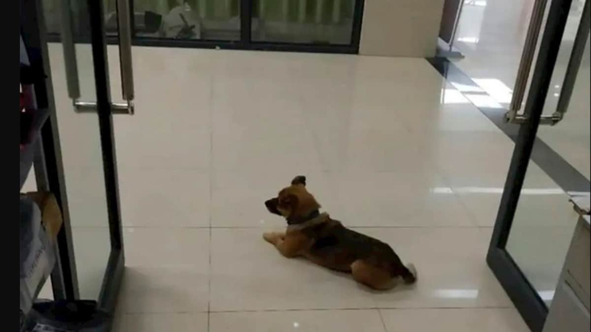 Perrito esperó por meses a su dueño afuera del hospital pero ya había muerto por Covid-19