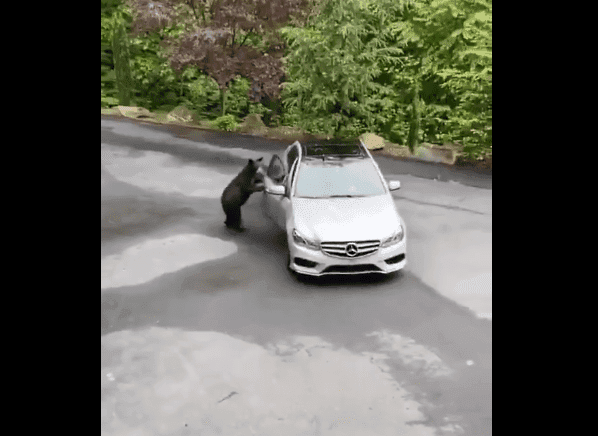 Video: Oso abre la puerta de un Mercedes-Benz con increíble naturalidad que se viraliza